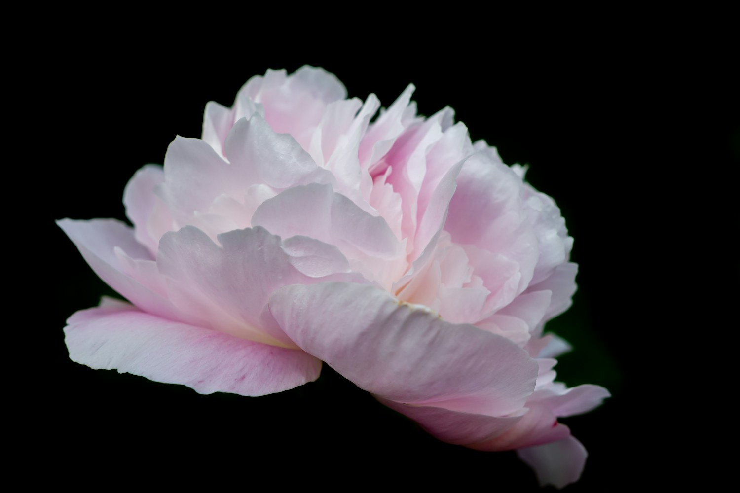 Pivoine
