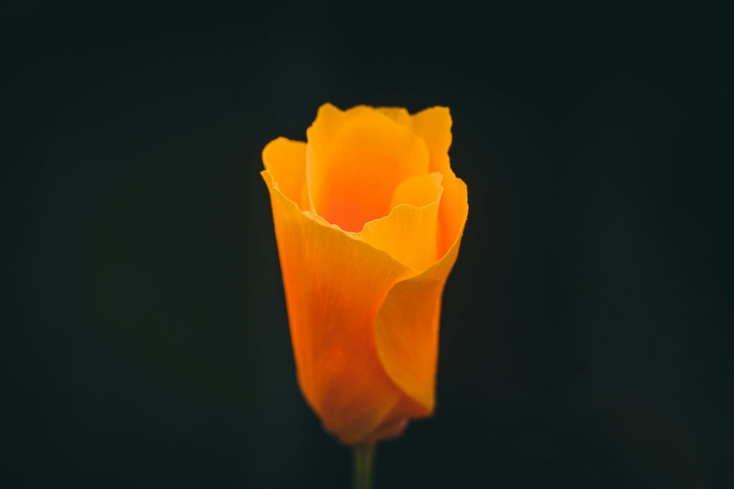 Tulipe